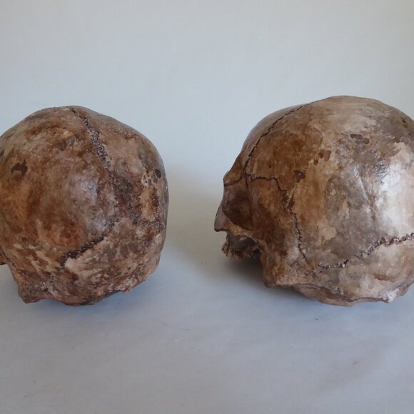 NEW ARTISAN HANDCRAFTED REALISTIC LIFE SIZE HUMAN SKULLS HALLOWEEN PROP ODDITY - Picture 8 of 16